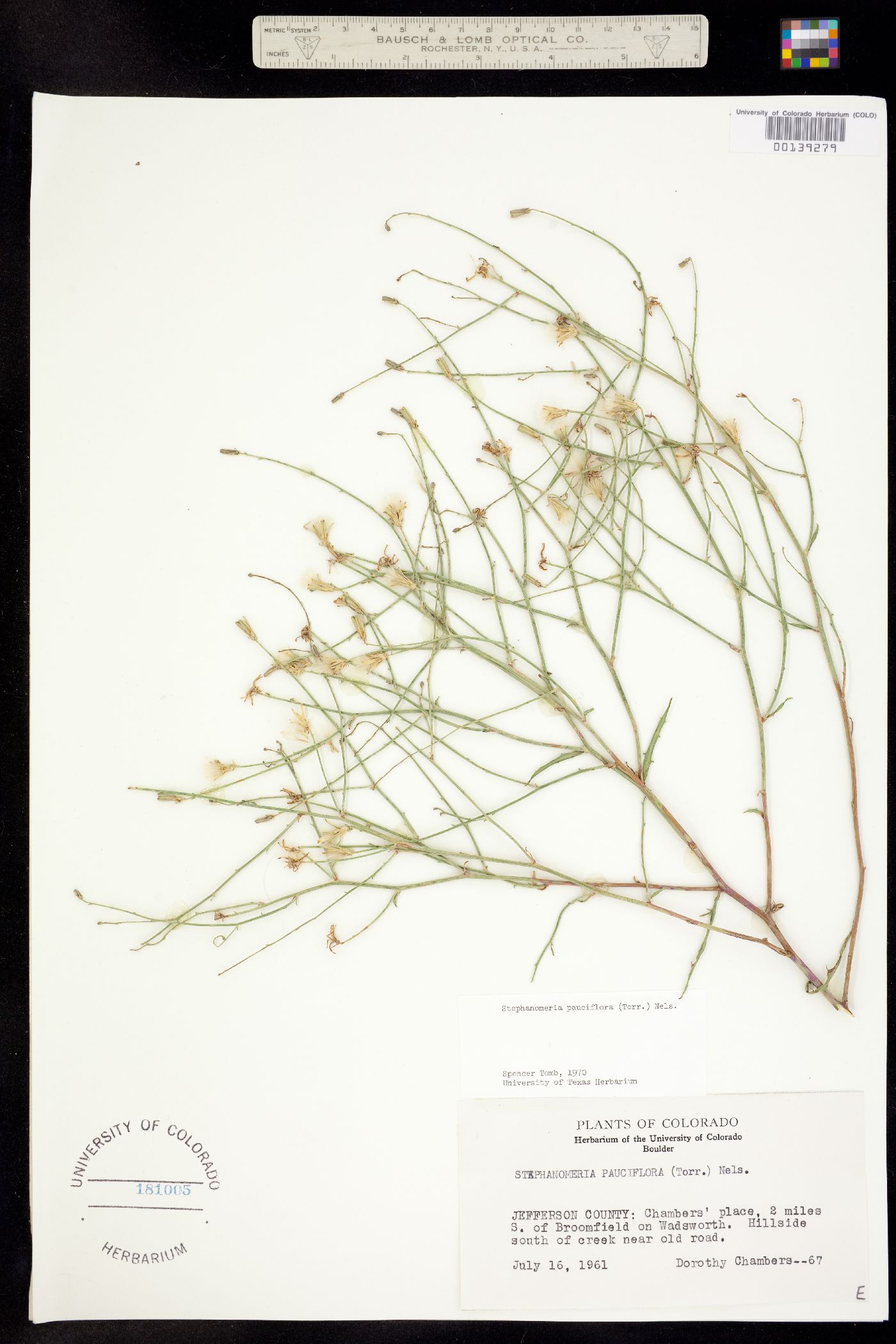 Stephanomeria pauciflora image