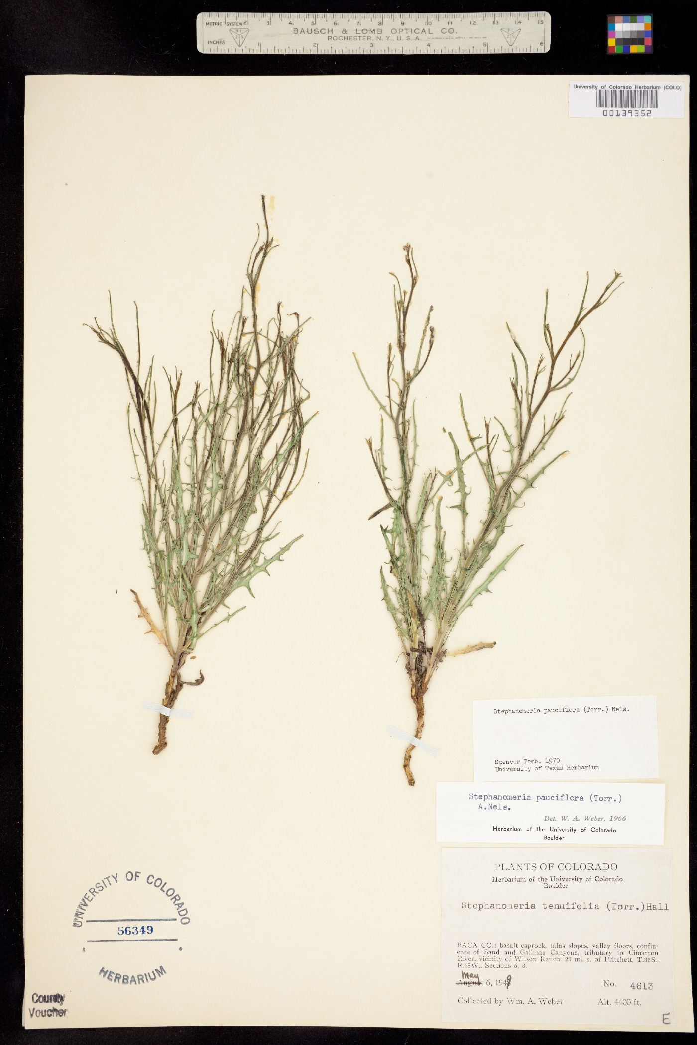 Stephanomeria pauciflora image