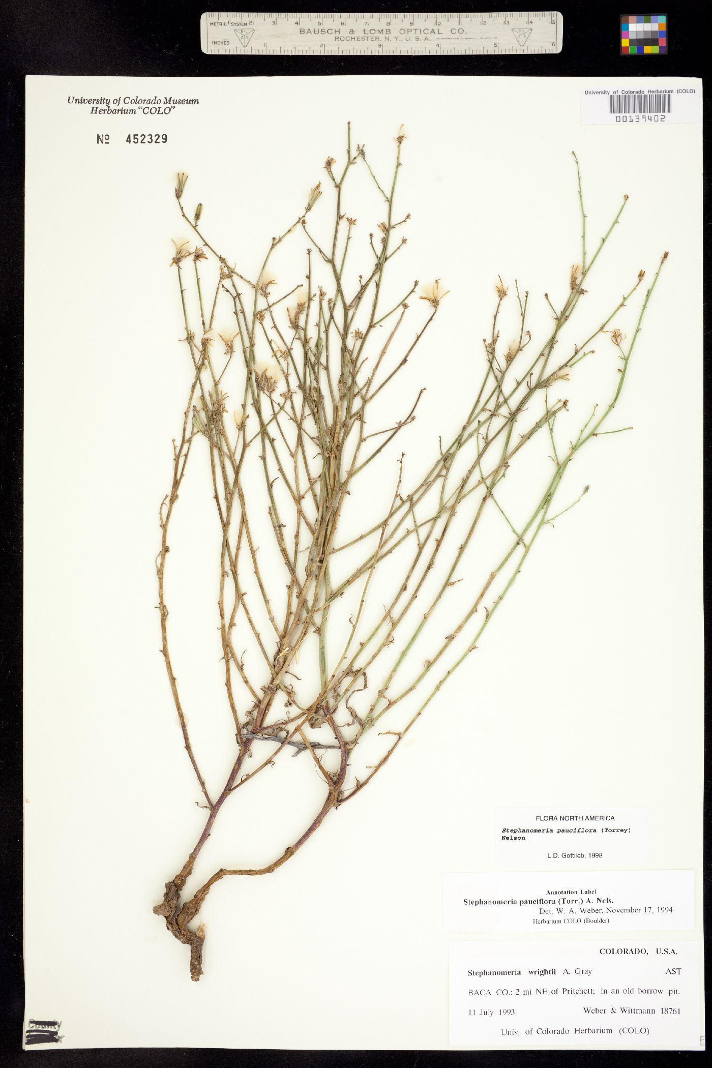 Stephanomeria pauciflora image