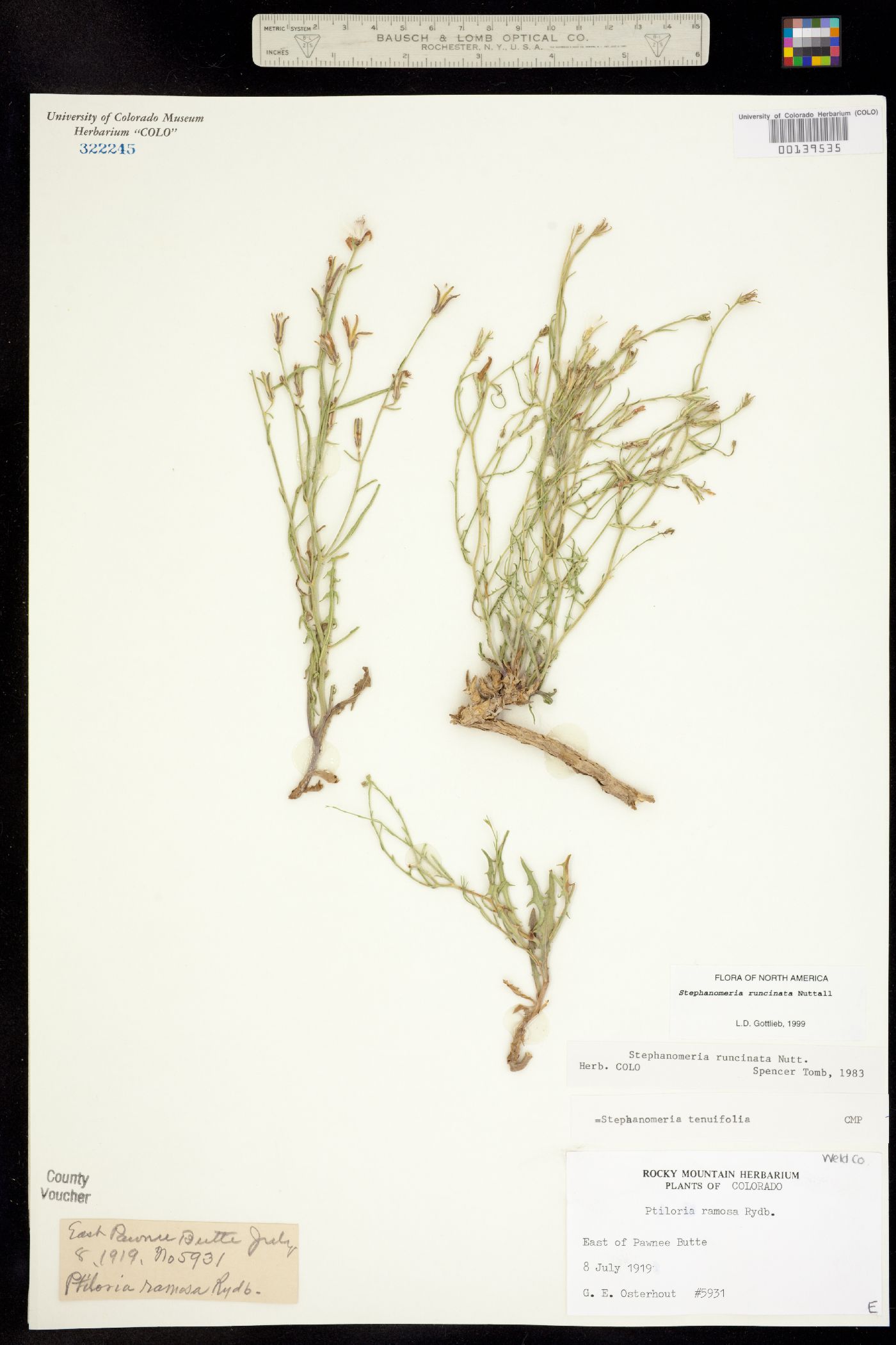 Stephanomeria runcinata image