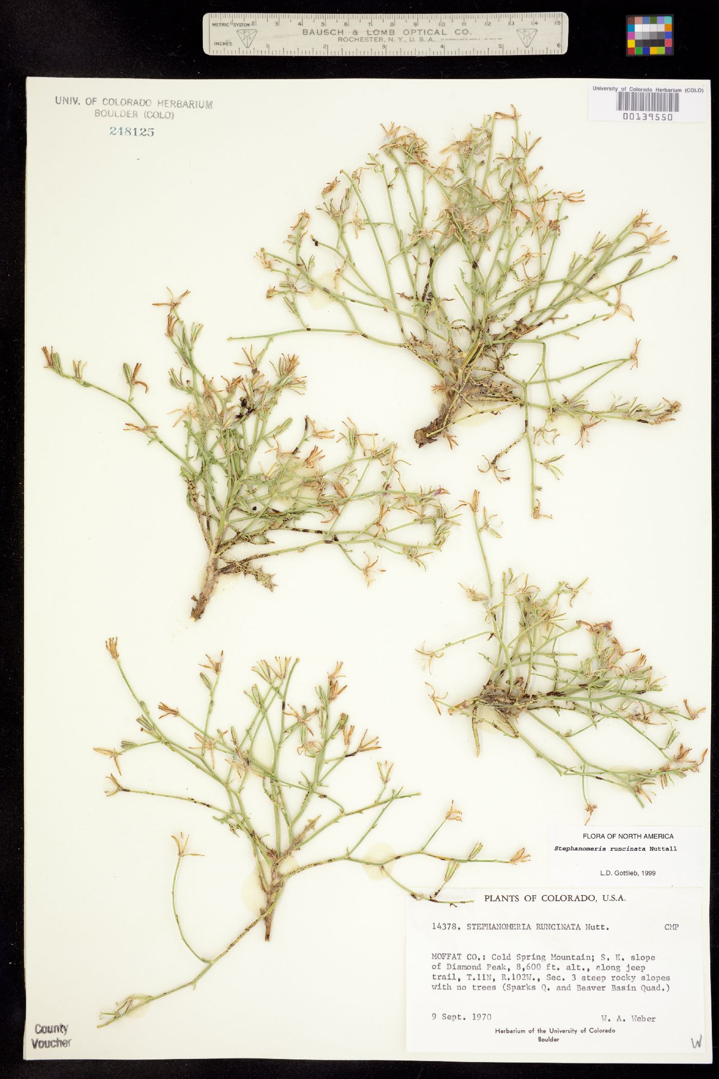 Stephanomeria runcinata image