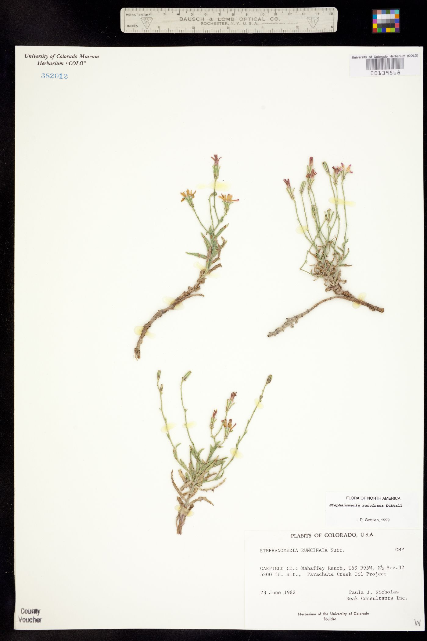 Stephanomeria runcinata image