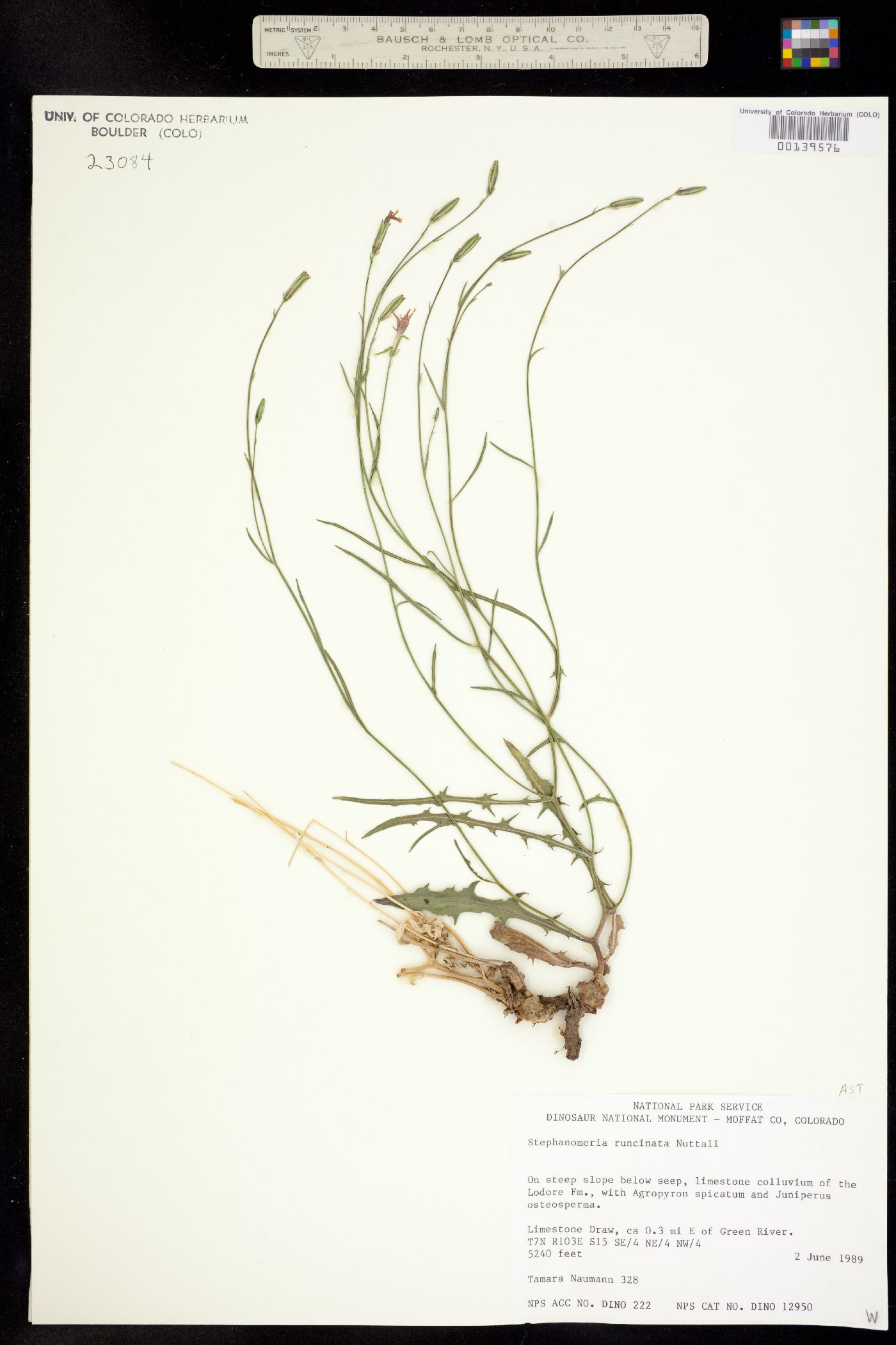 Stephanomeria runcinata image