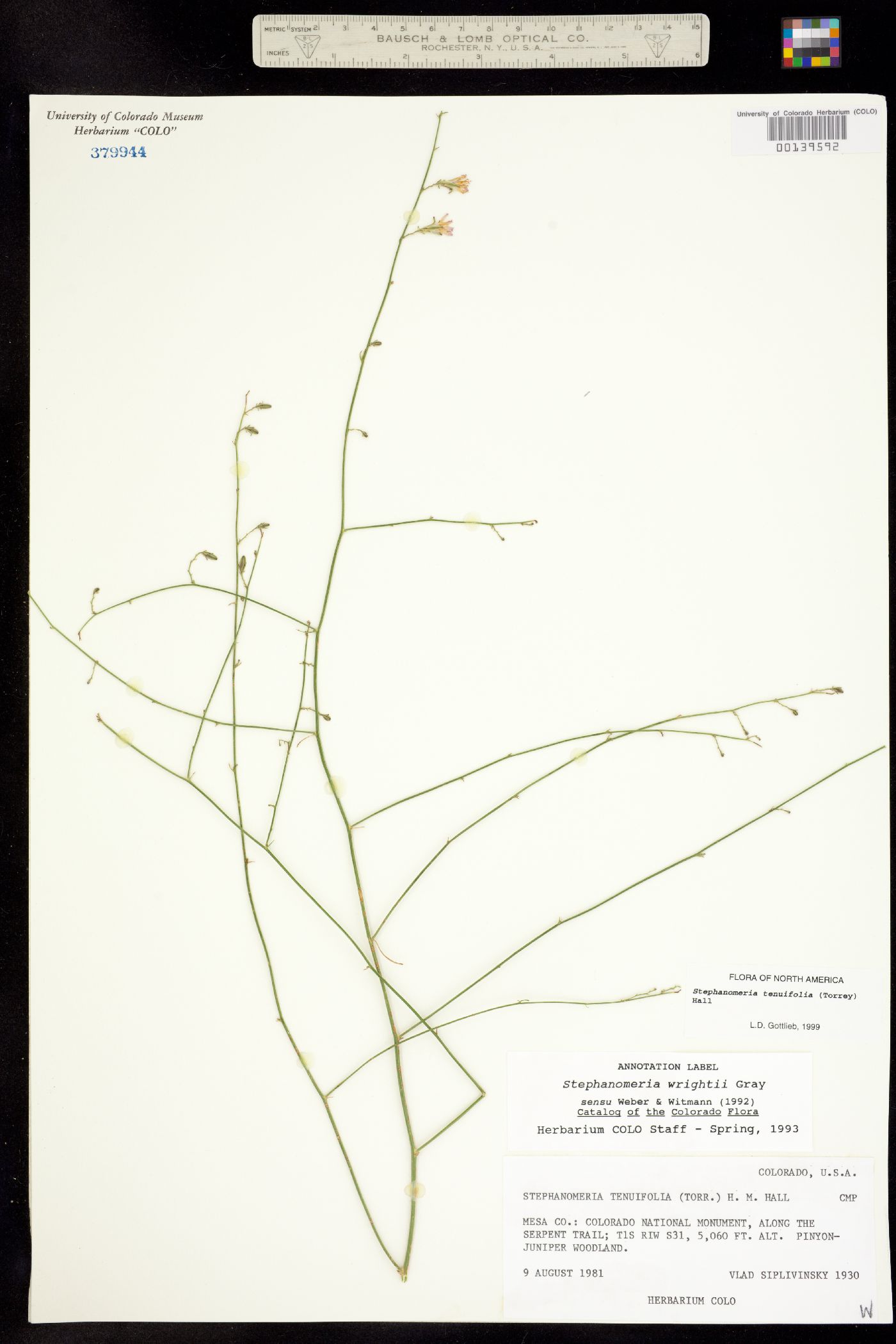 Stephanomeria tenuifolia image