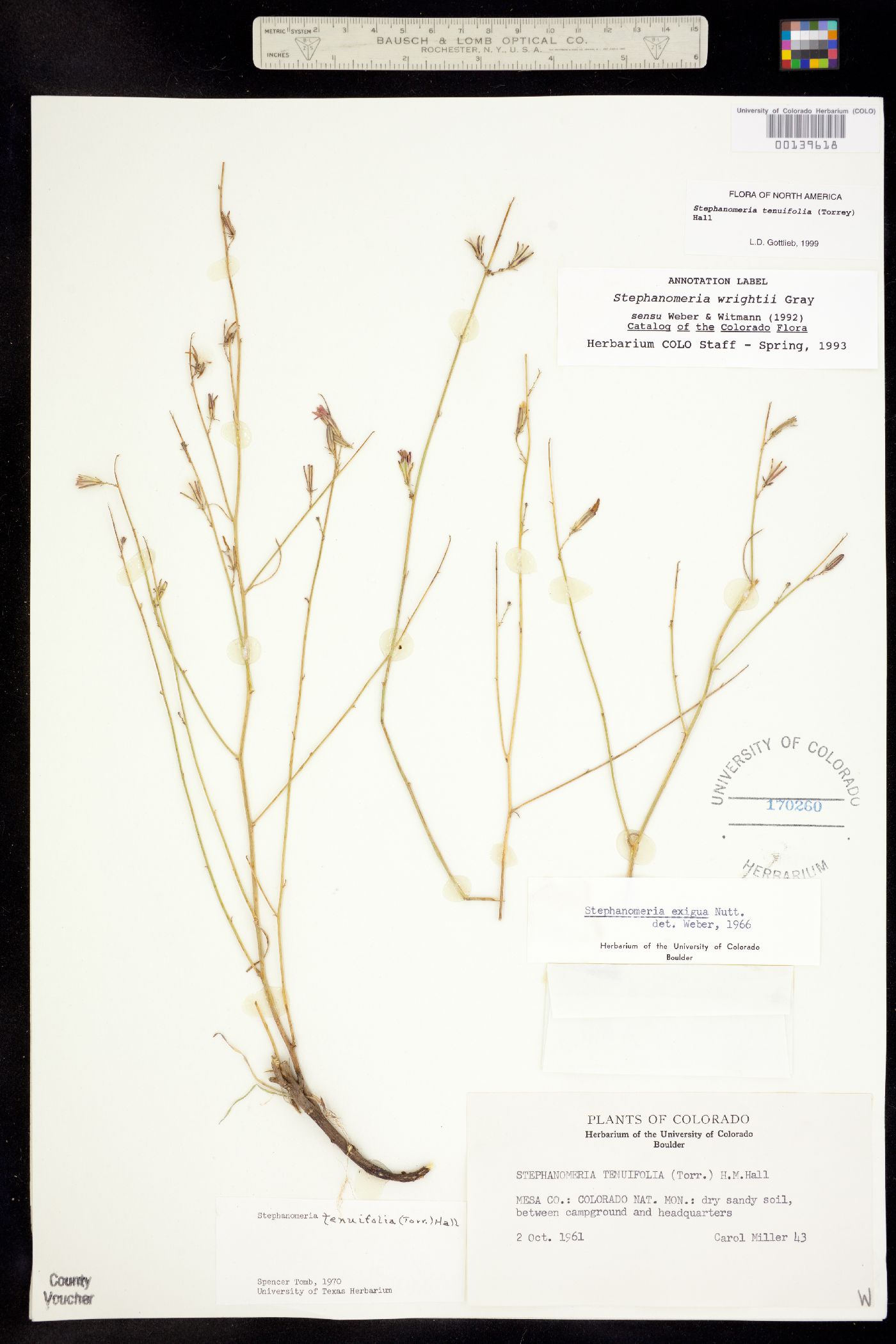 Stephanomeria tenuifolia image