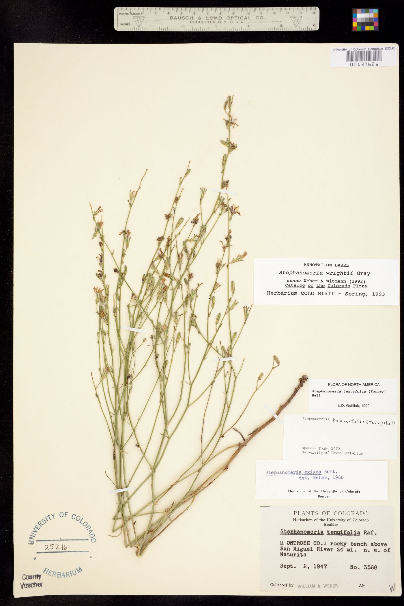 Stephanomeria tenuifolia image