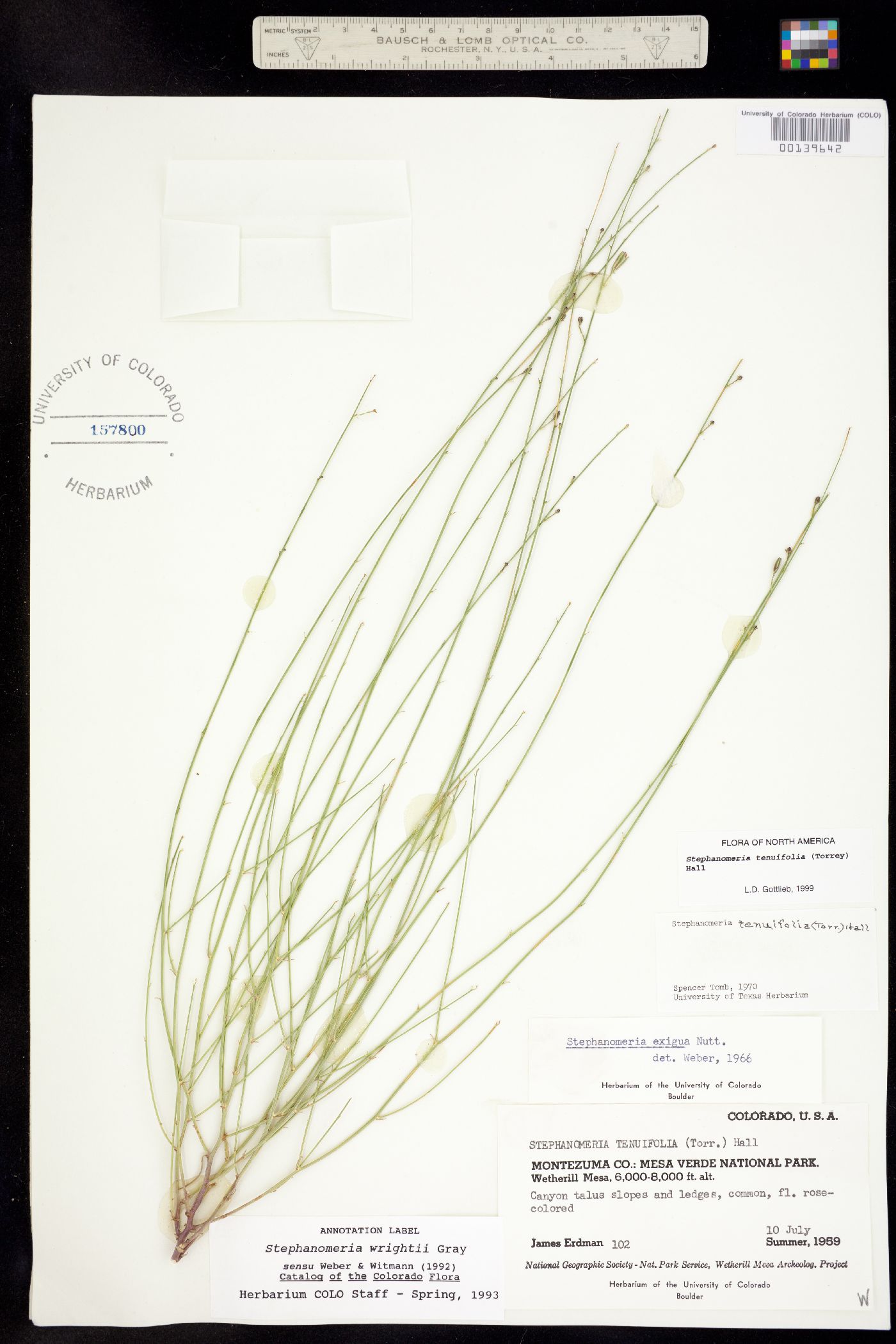 Stephanomeria tenuifolia image