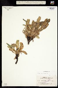Taraxacum dumetorum image
