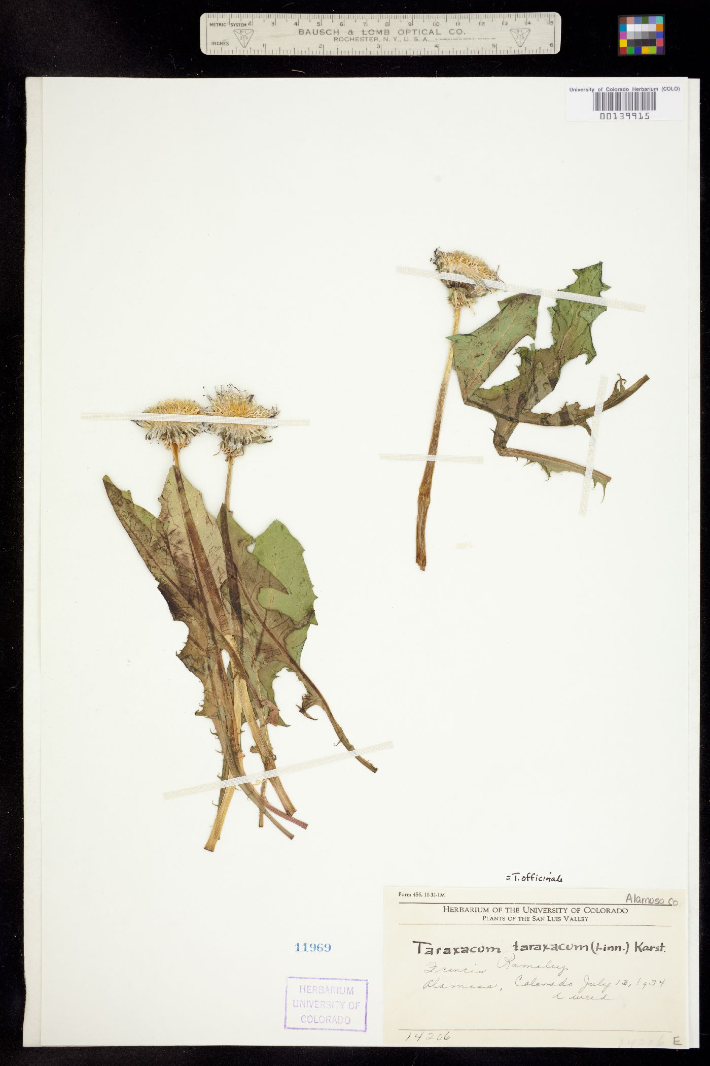 Taraxacum image