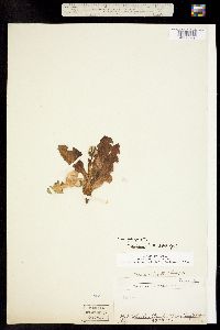 Taraxacum ovinum image