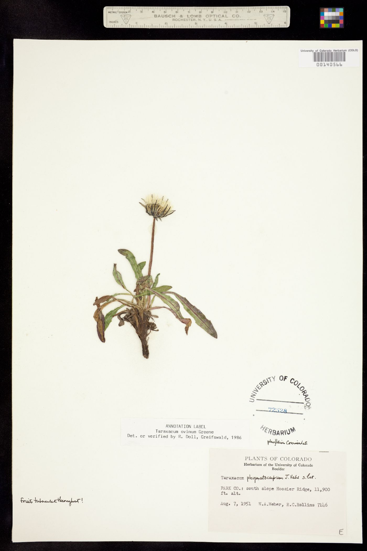 Taraxacum ovinum image
