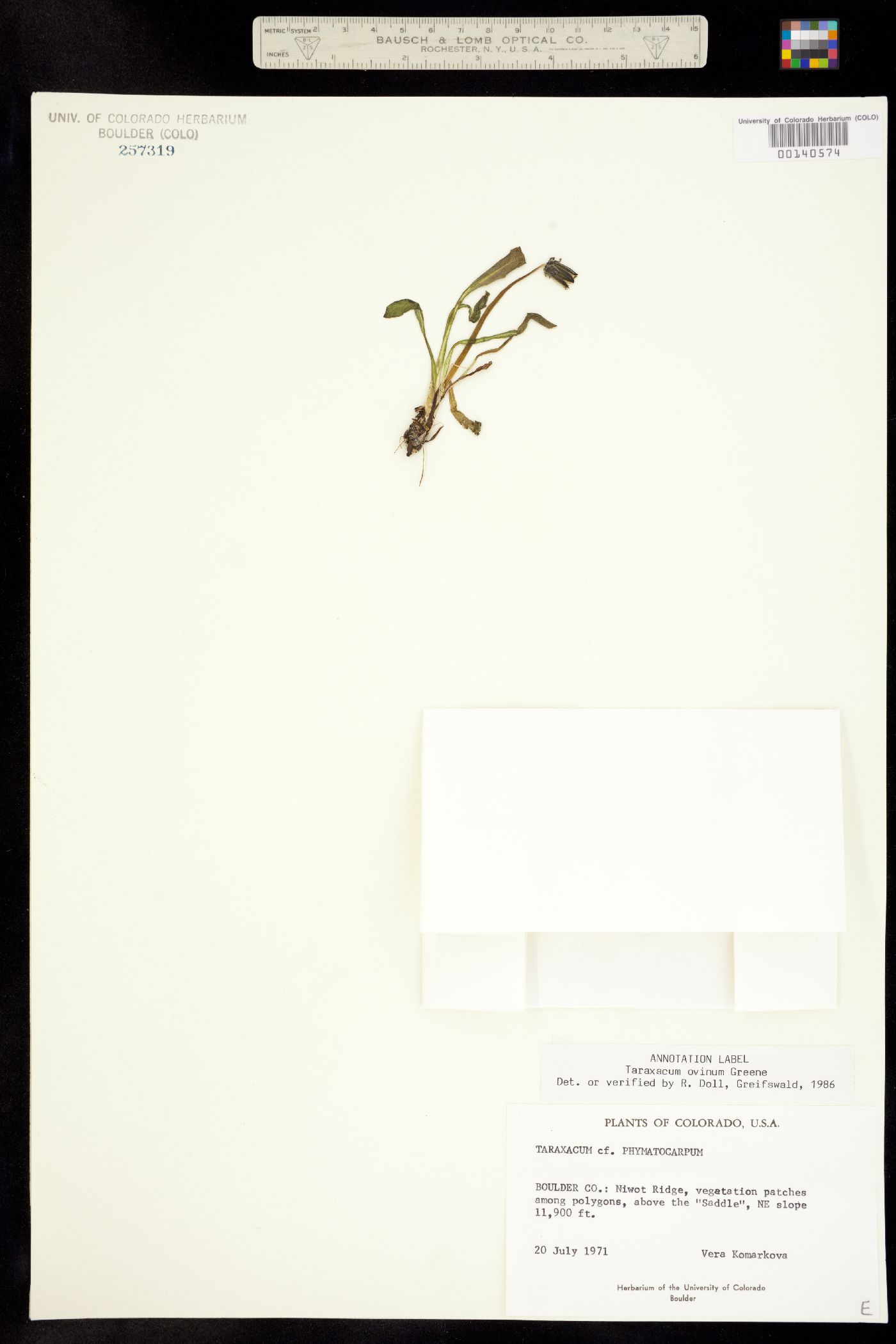 Taraxacum ovinum image