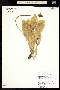 Taraxacum ovinum image