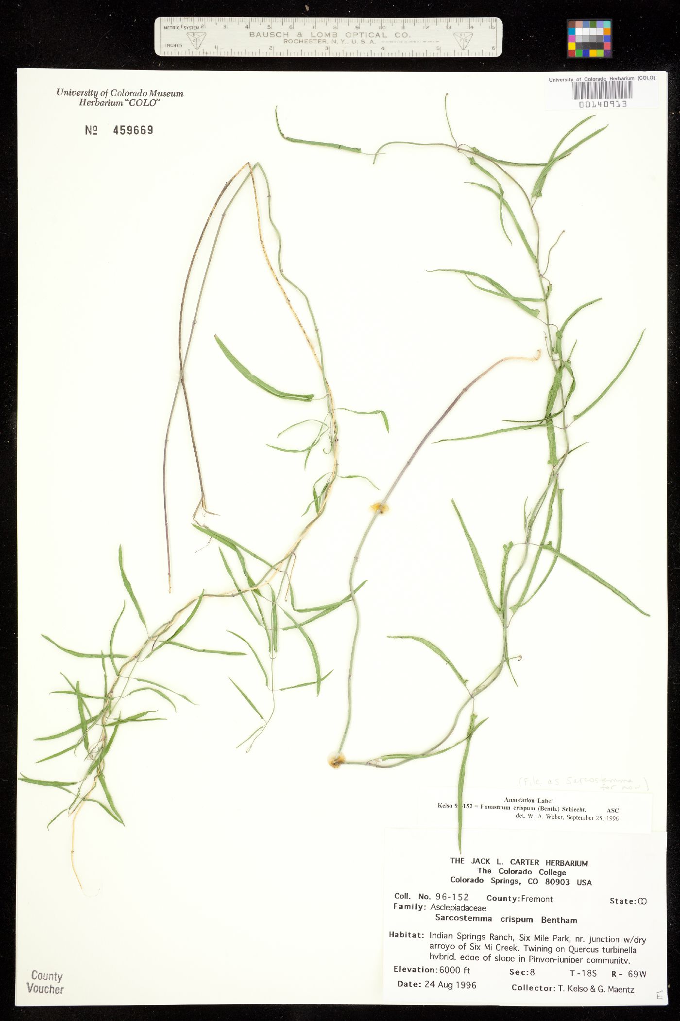 Funastrum crispum image