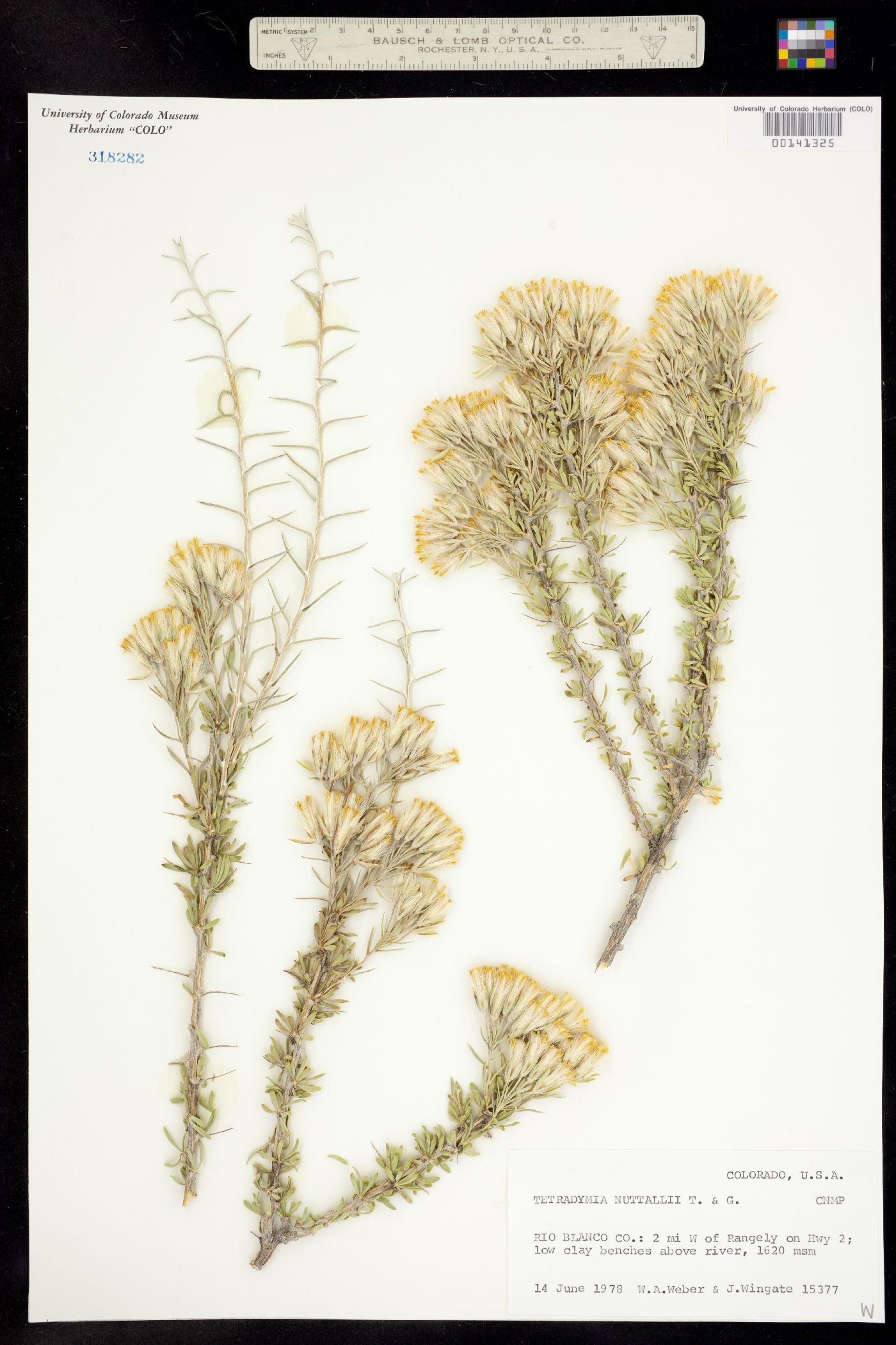 Tetradymia nuttallii image