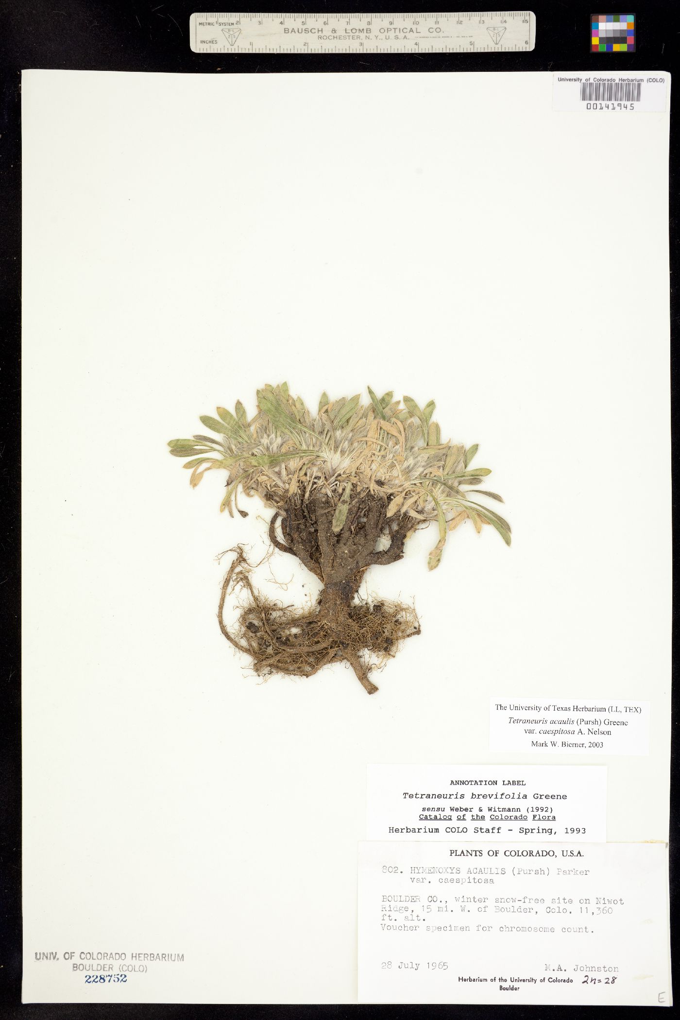 Tetraneuris acaulis var. caespitosa image