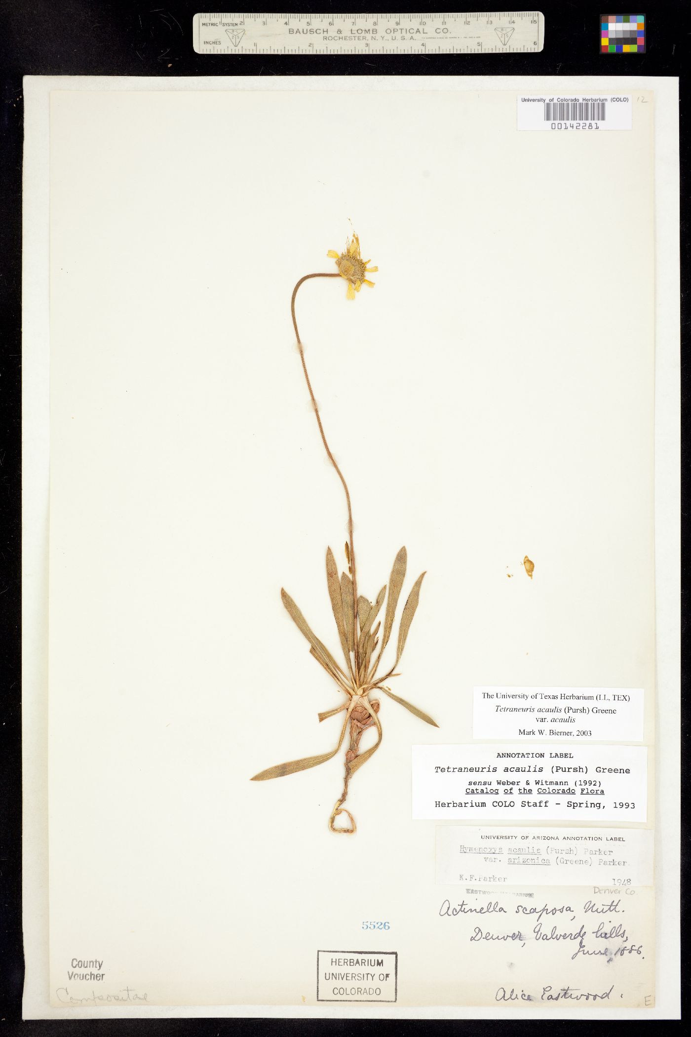 Tetraneuris acaulis var. acaulis image