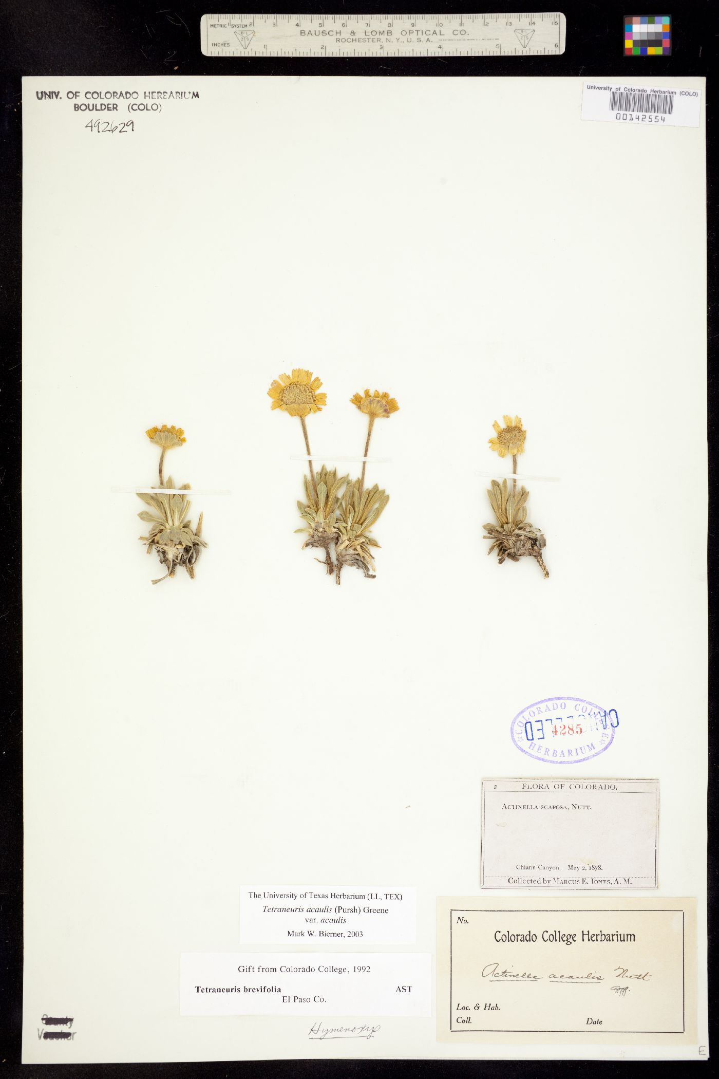 Tetraneuris acaulis image