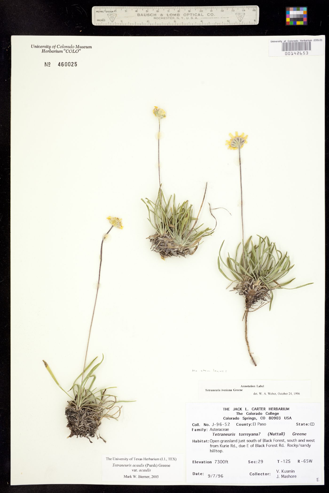 Tetraneuris acaulis var. acaulis image