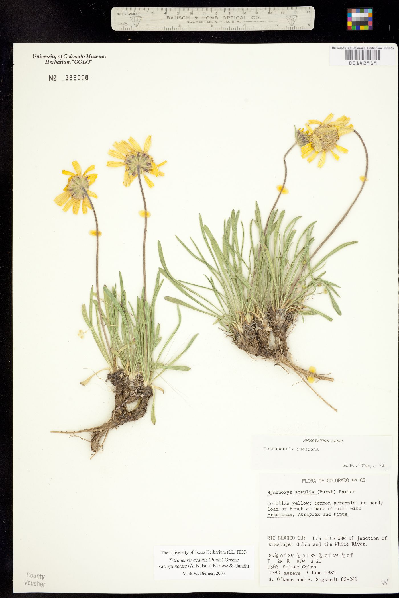 Tetraneuris acaulis image