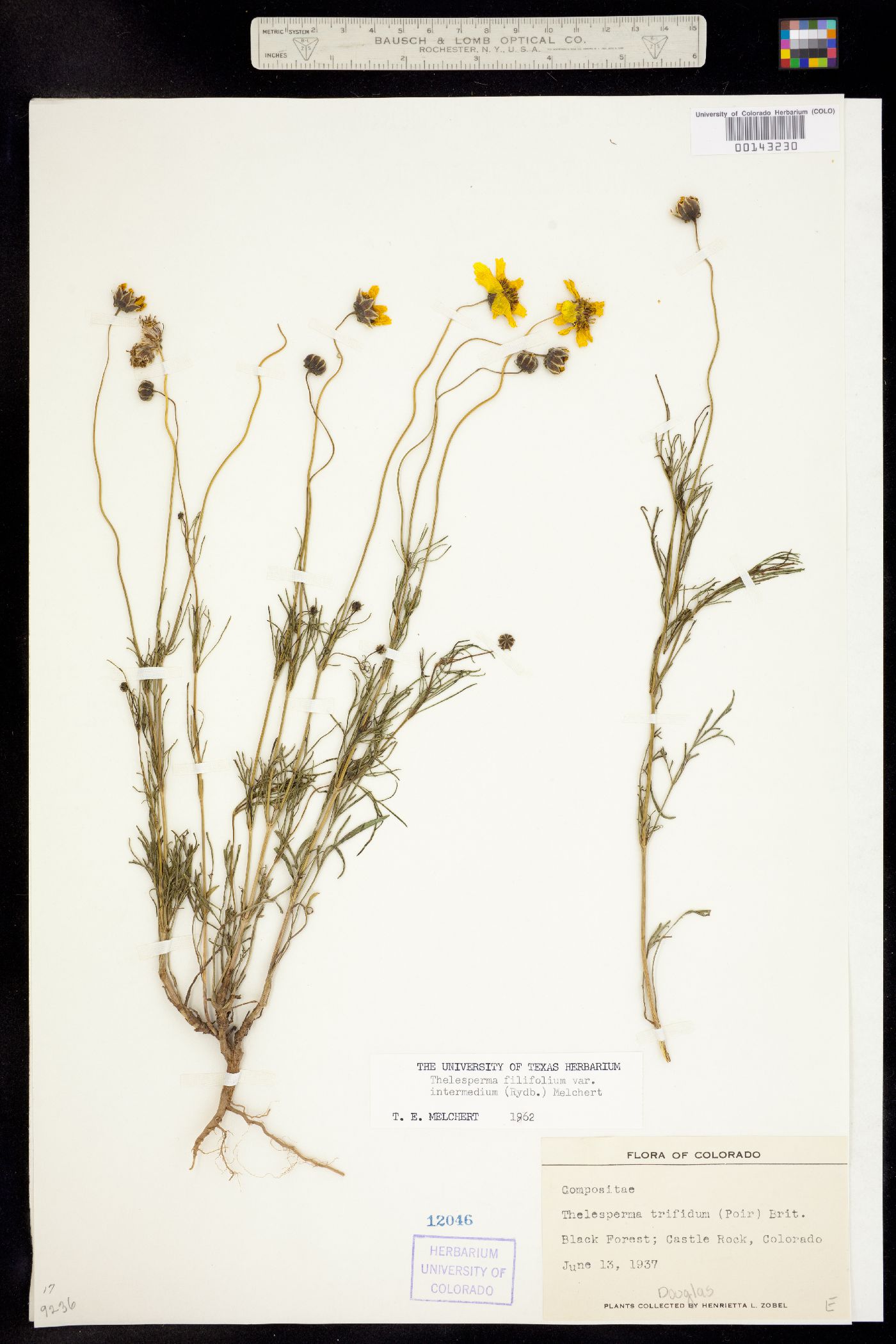 Thelesperma filifolium image