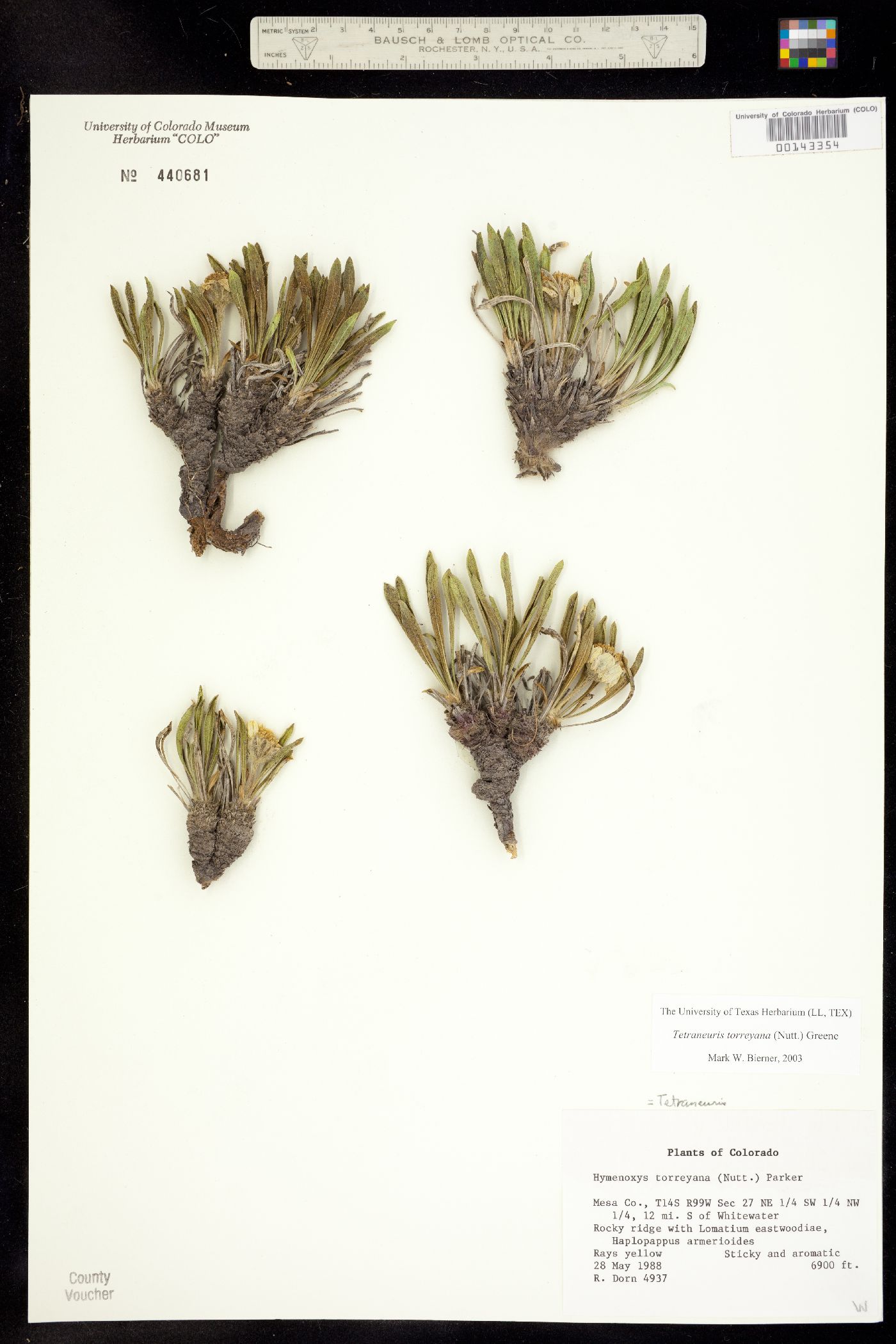 Tetraneuris torreyana image