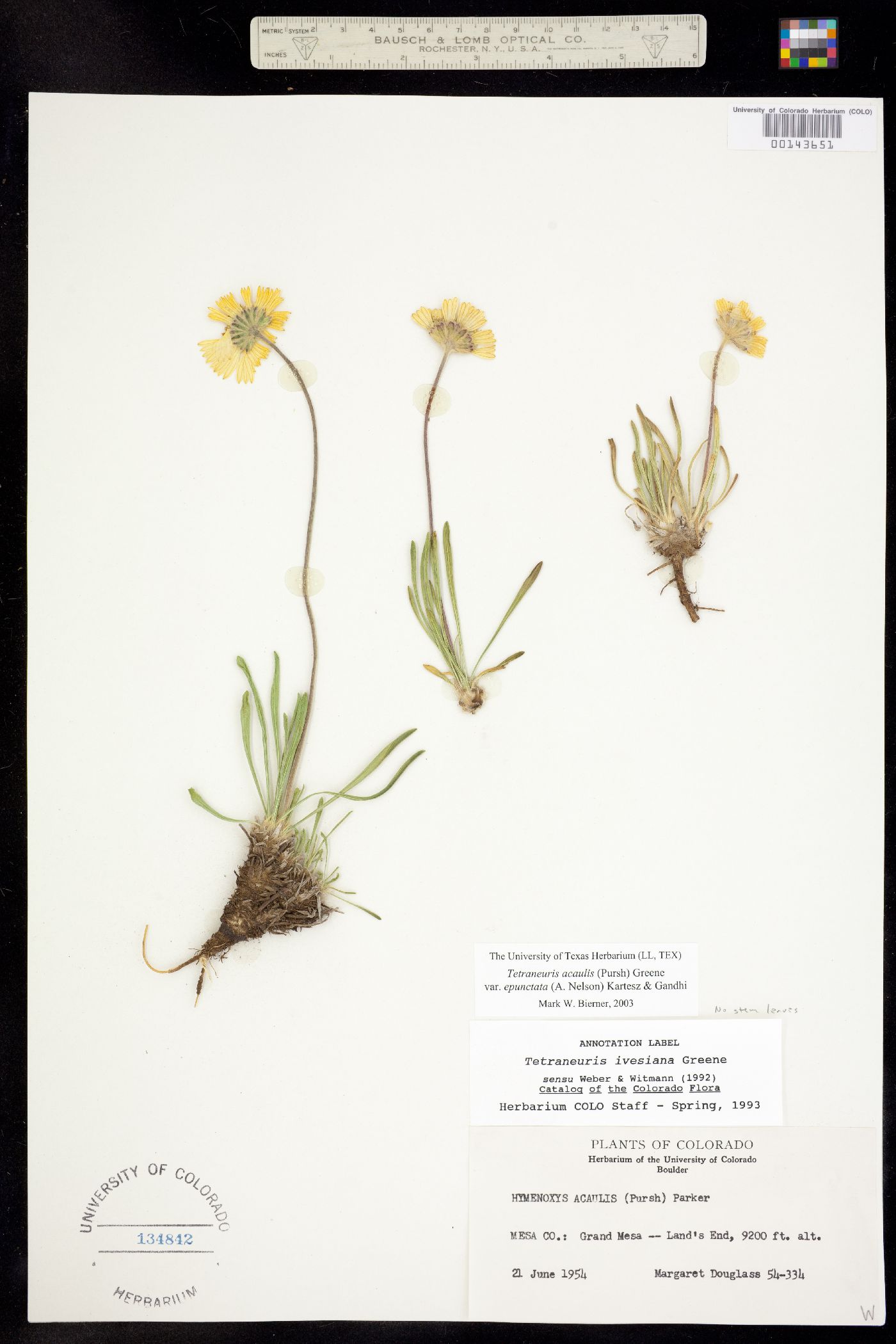 Tetraneuris acaulis var. epunctata image