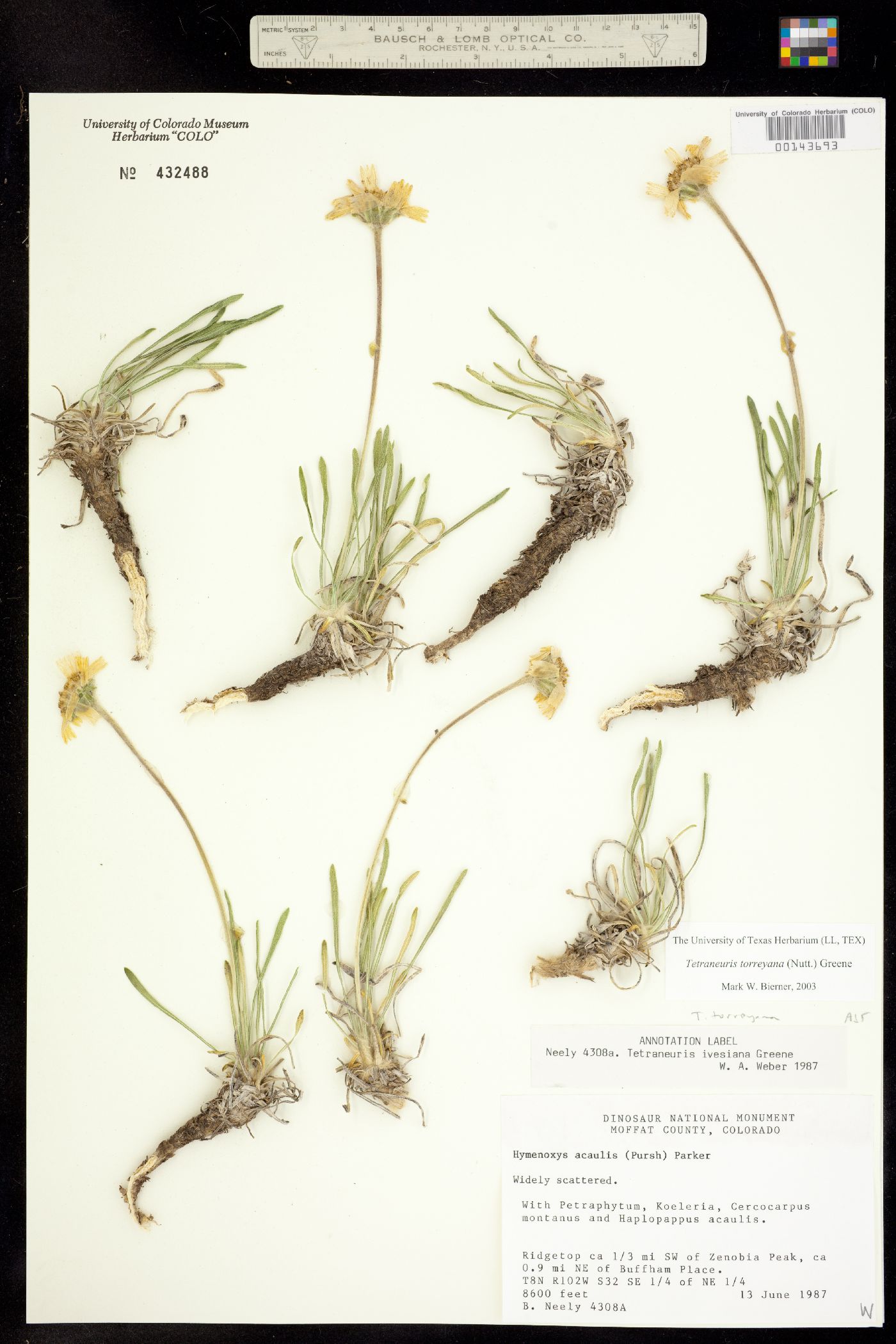 Tetraneuris torreyana image