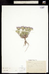 Image of Townsendia eximia