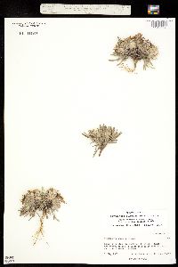 Townsendia exscapa image