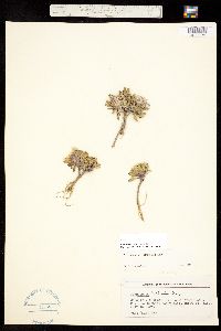 Townsendia rothrockii image