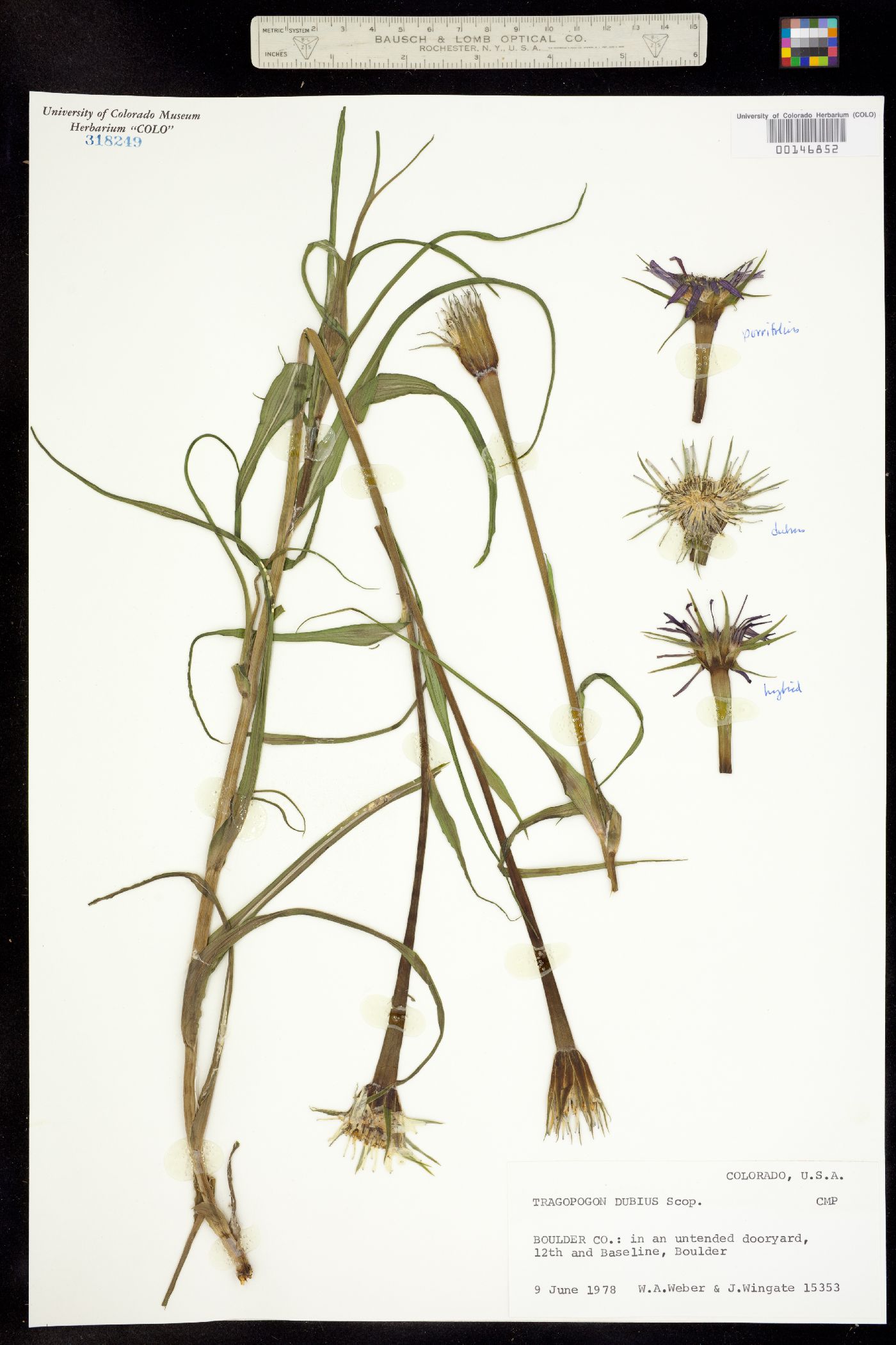 Tragopogon dubius X porrifolius image