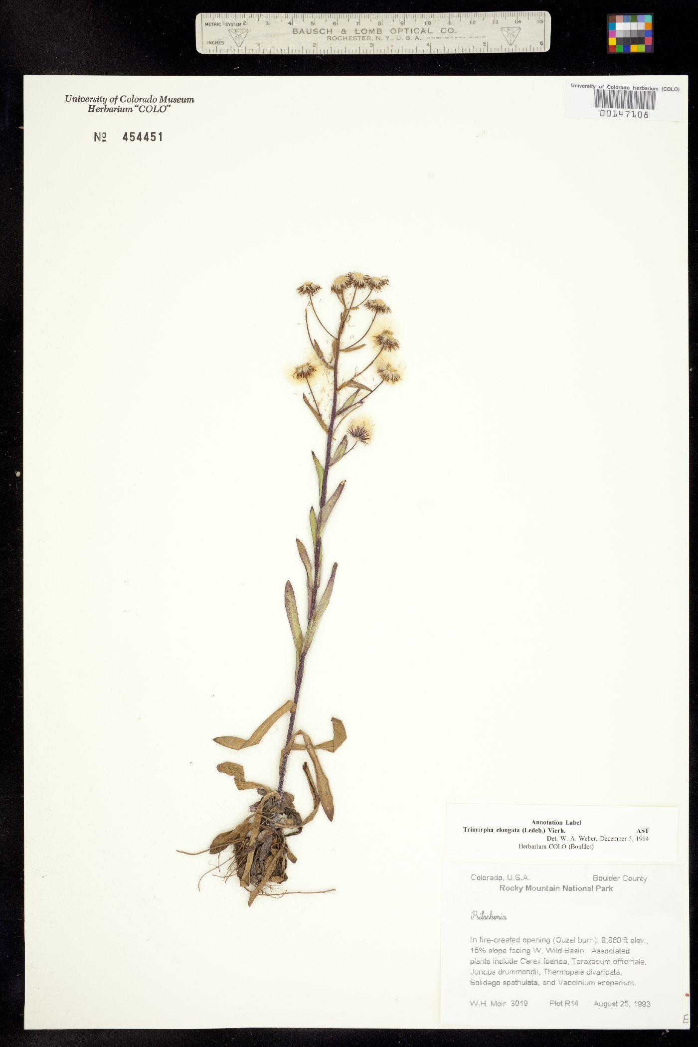 Trimorpha elongata image