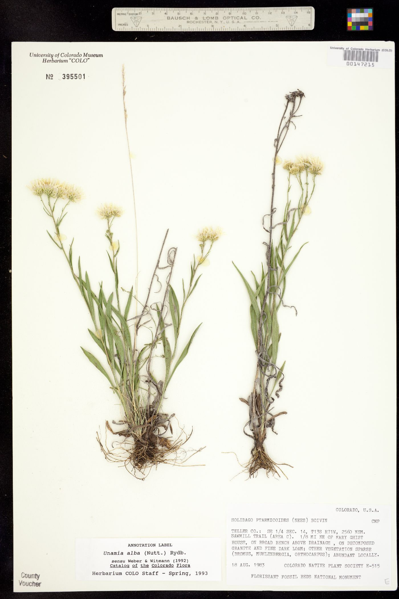 Solidago ptarmicoides image