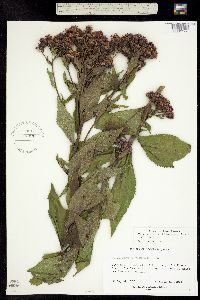 Vernonia baldwinii ssp. interior image