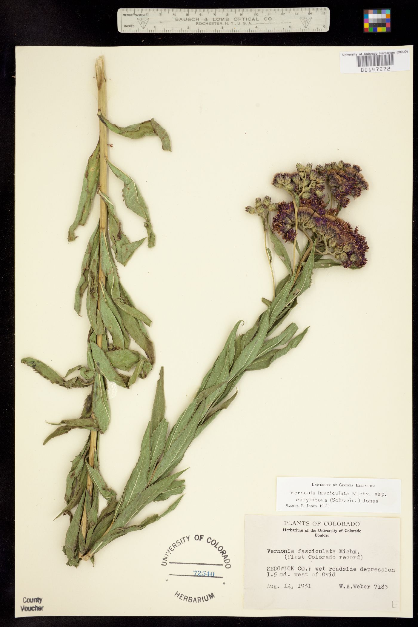 Vernonia fasciculata ssp. corymbosa image