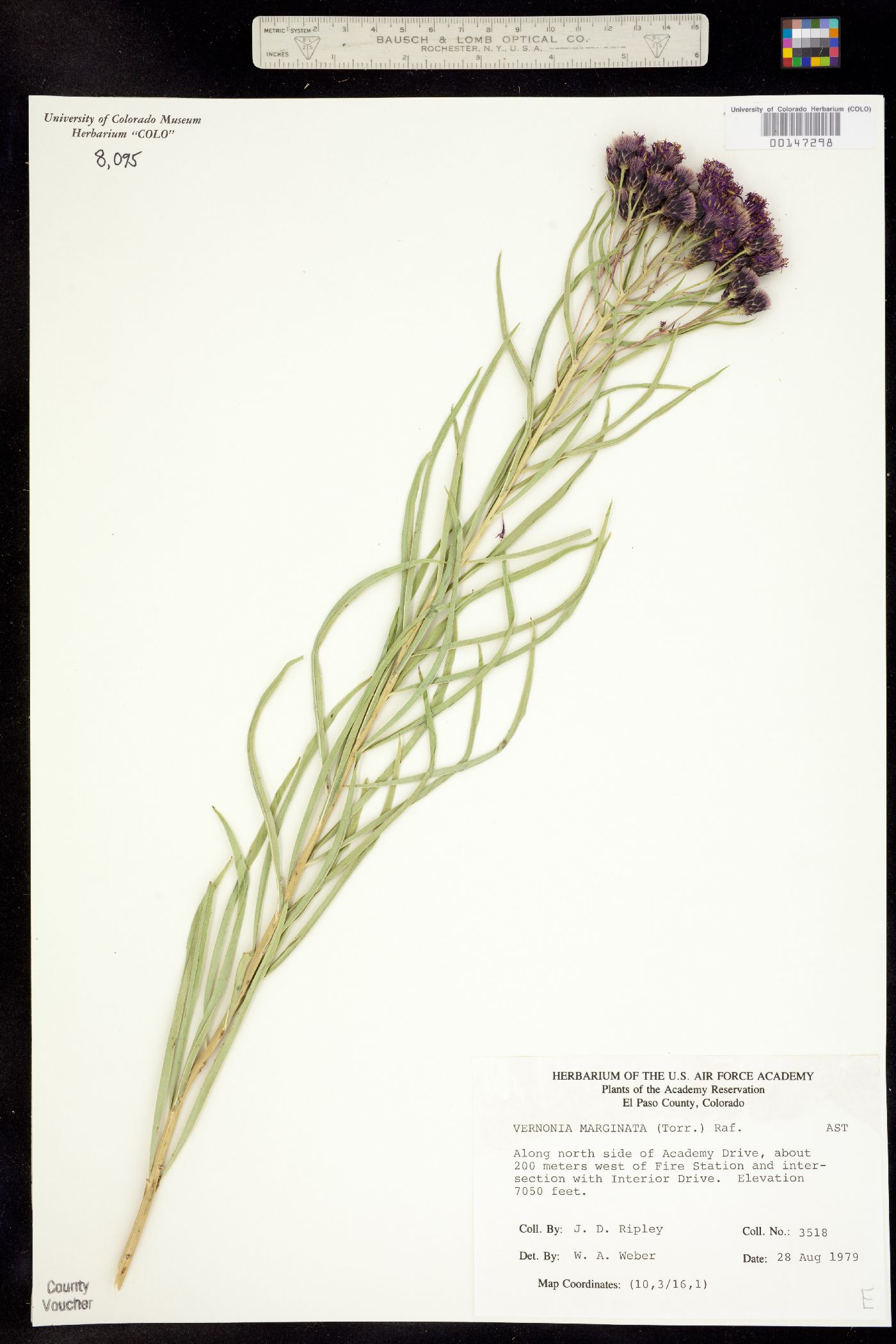 Vernonia marginata image