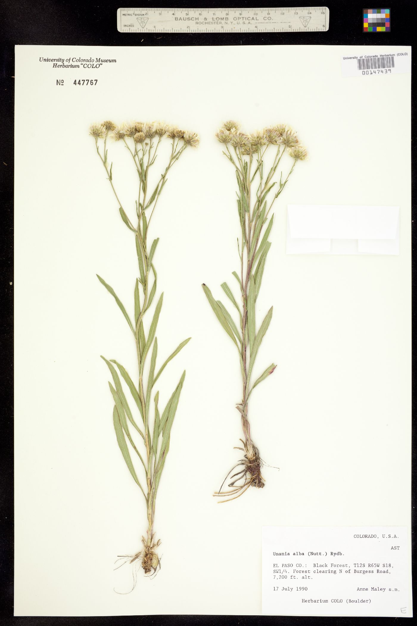 Solidago ptarmicoides image