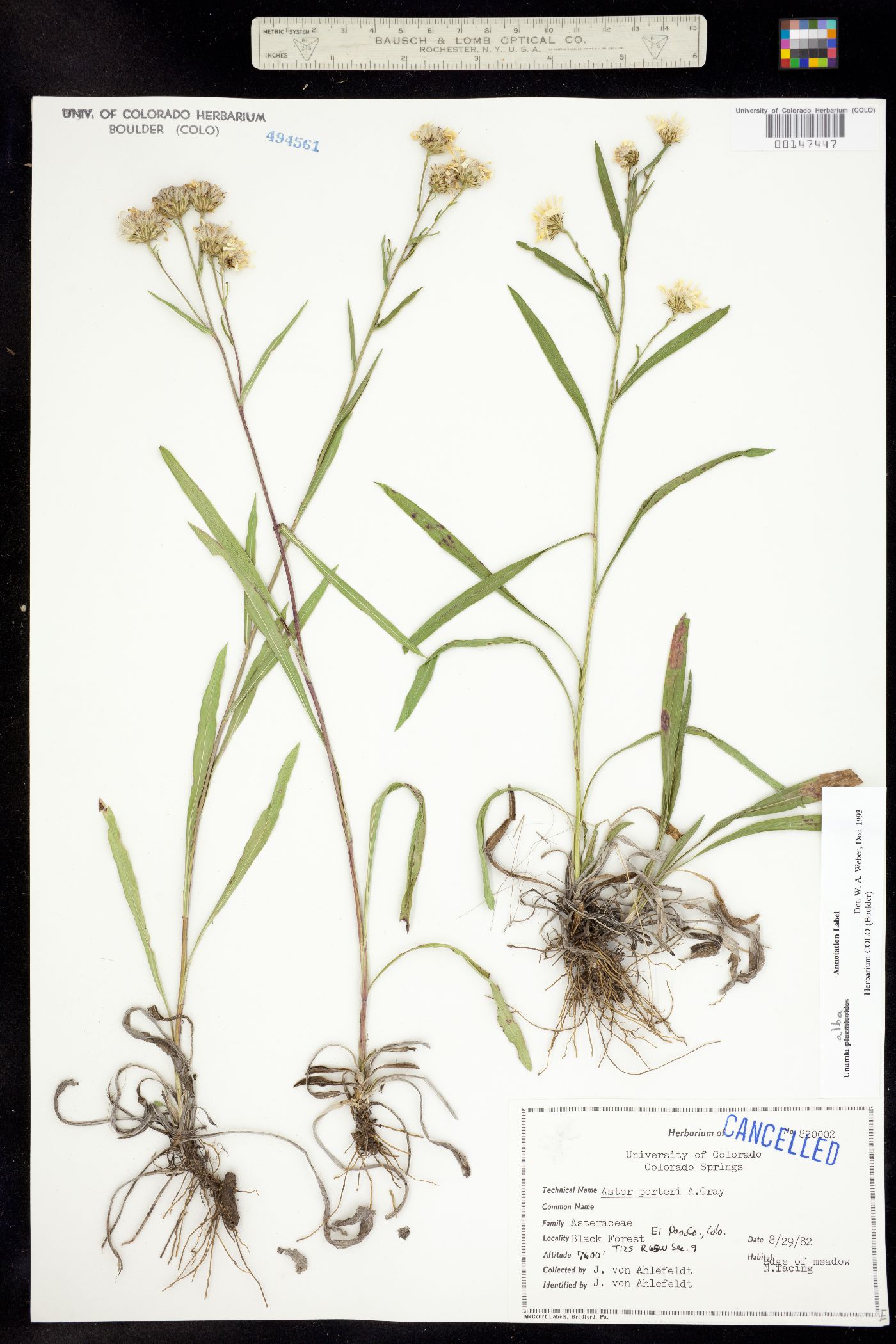 Solidago ptarmicoides image