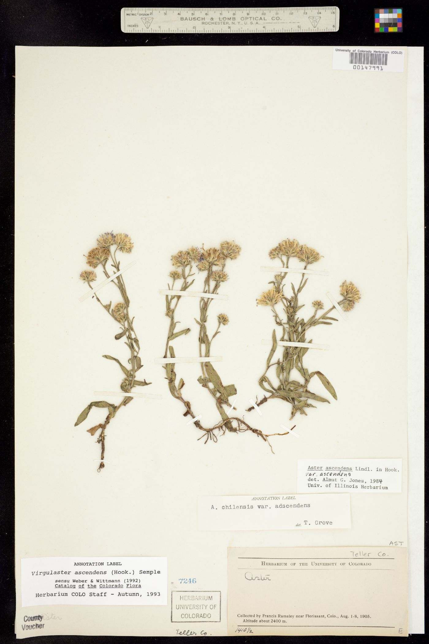 Symphyotrichum ascendens image