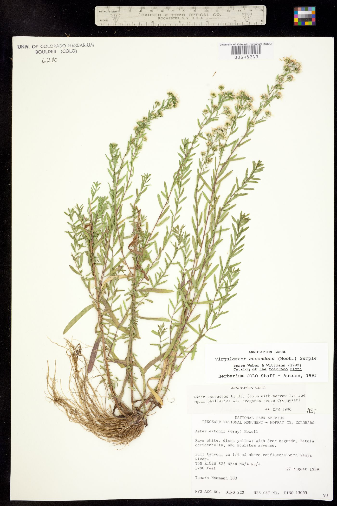 Virgulaster image