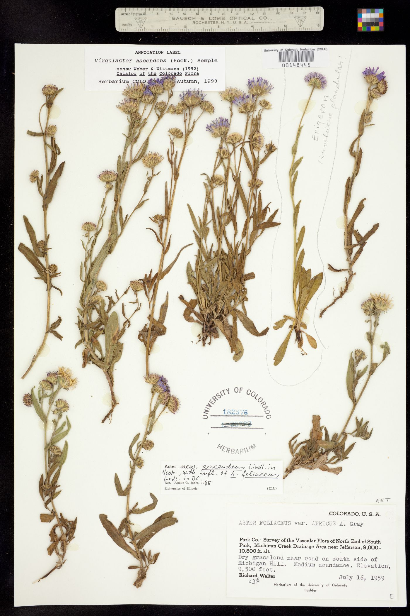 Symphyotrichum ascendens image