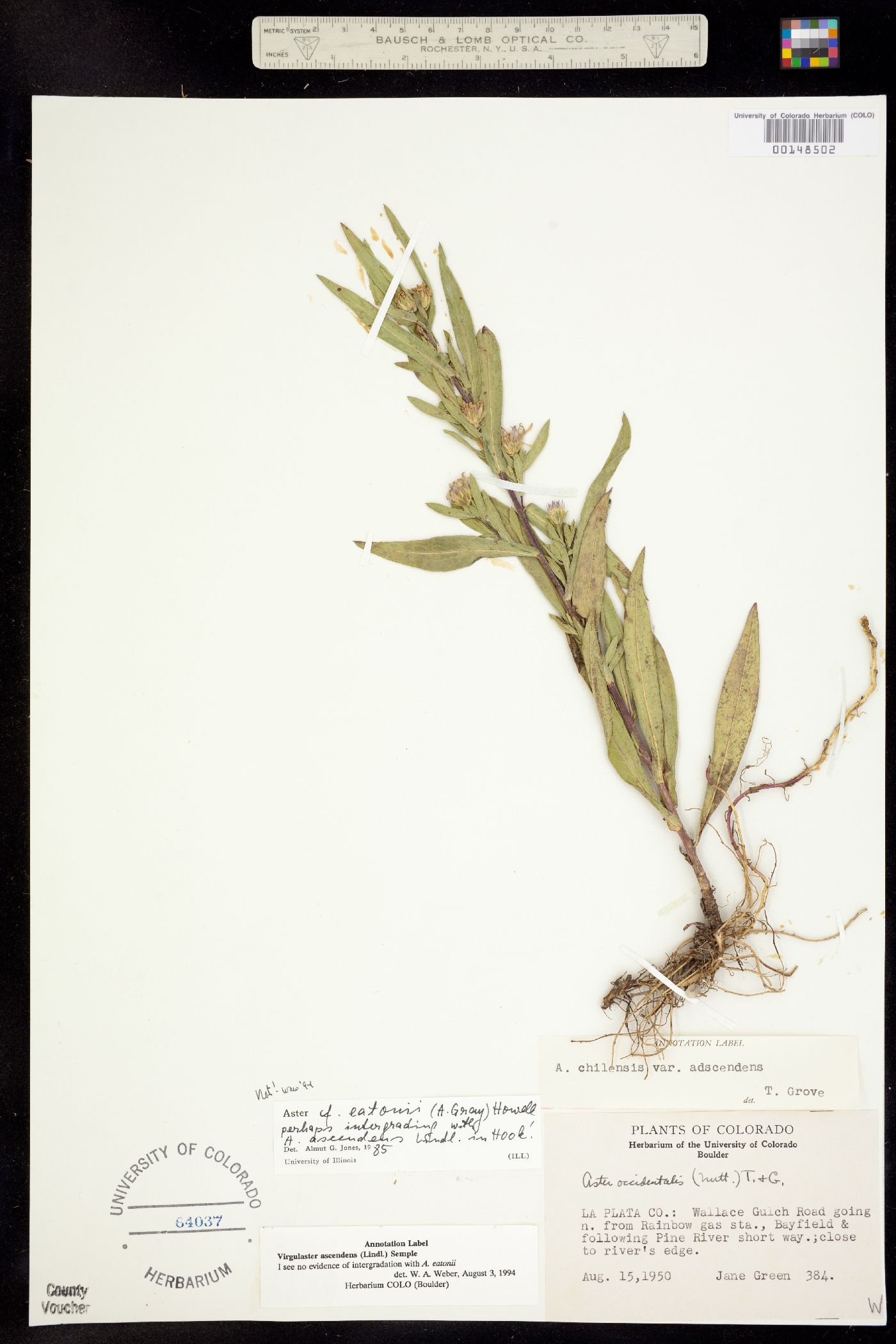 Symphyotrichum ascendens image