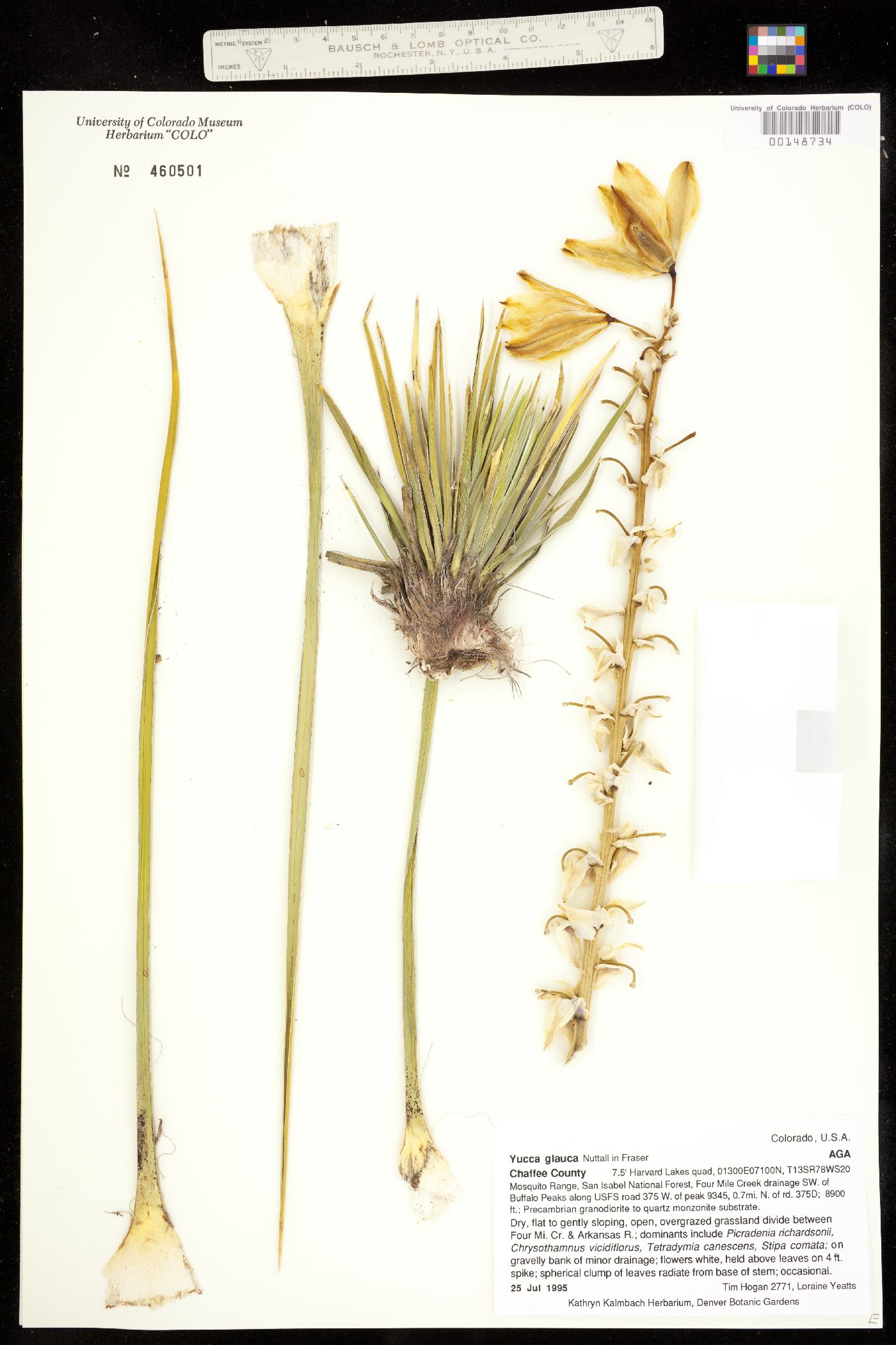 Yucca glauca image