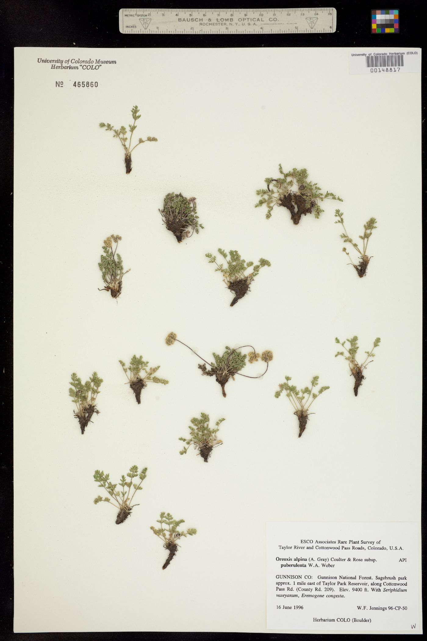 Oreoxis alpina ssp. puberulenta image
