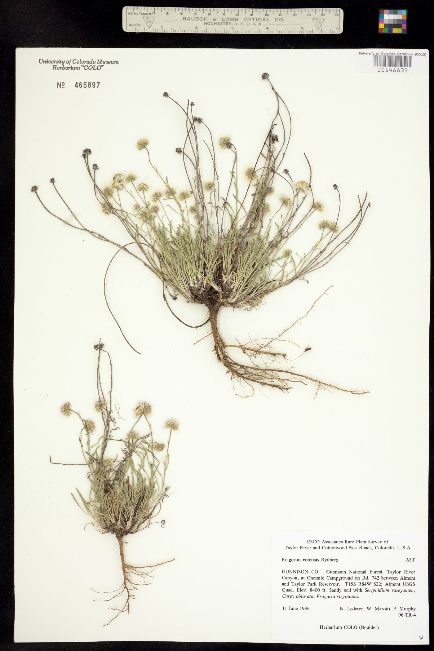 Erigeron vetensis image