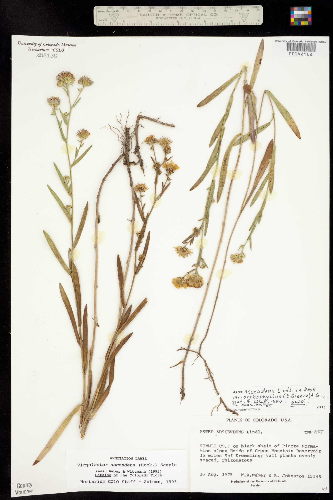 Symphyotrichum ascendens image