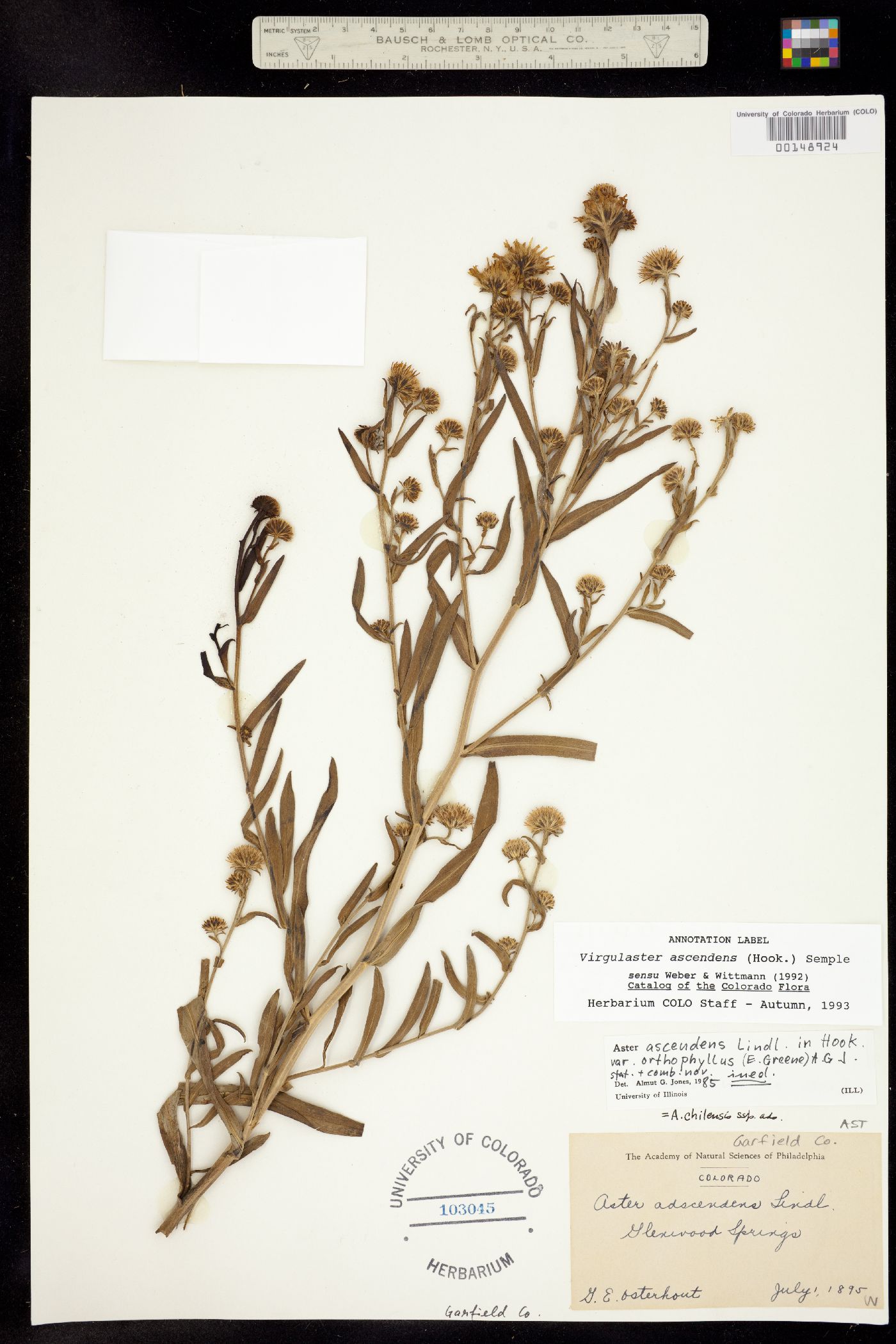Symphyotrichum ascendens image