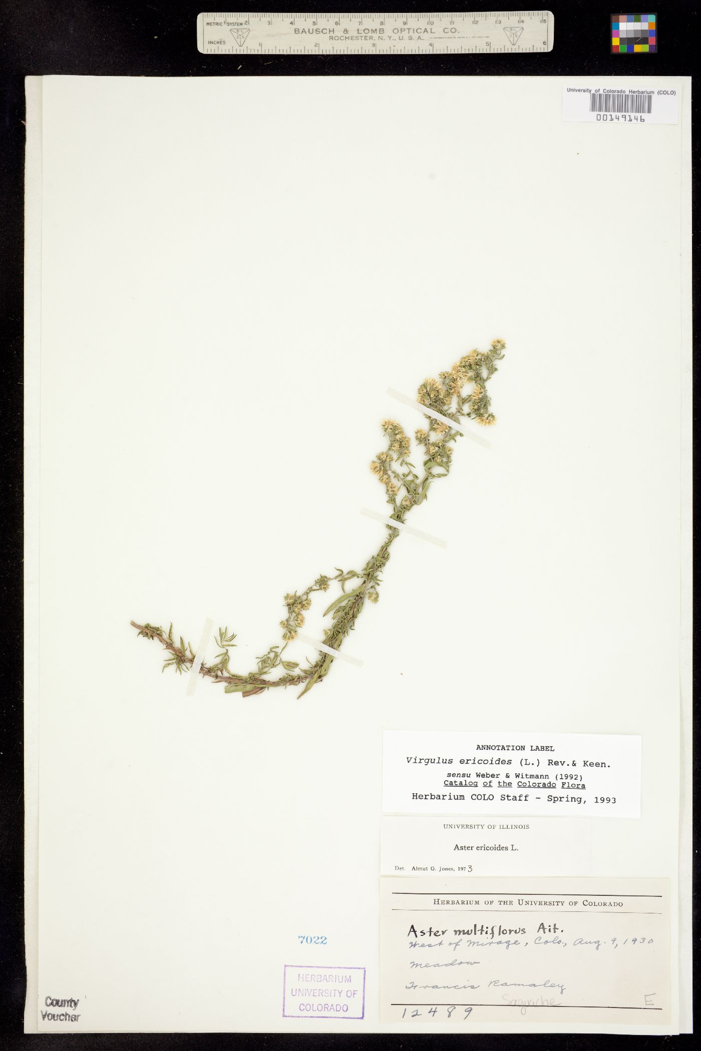 Virgulus ericoides image