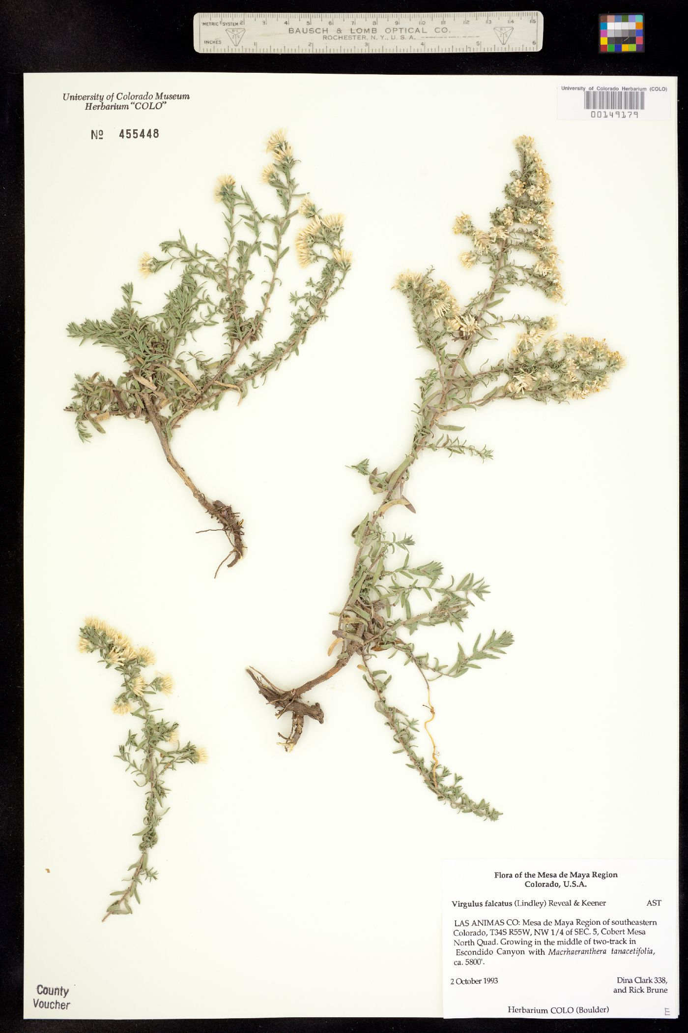 Virgulus falcatus image